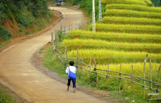 Ngỡ ngàng sắc vàng những thửa ruộng bậc thang vùng Tây Bắc