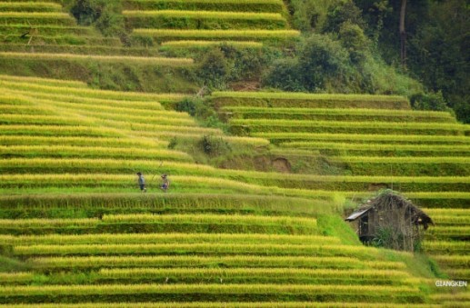 Ngỡ ngàng sắc vàng những thửa ruộng bậc thang vùng Tây Bắc