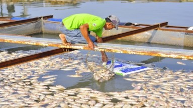  Chậm công bố nguyên nhân cá chết hàng loạt ở Đồng Nai: “Dân cần nhưng quan chưa vội !”