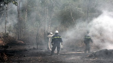 TP Hồ Chí Minh: Cháy rừng phòng hộ rộng trên 30 hecta 