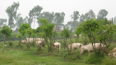  Mập mờ cao ngựa bạch