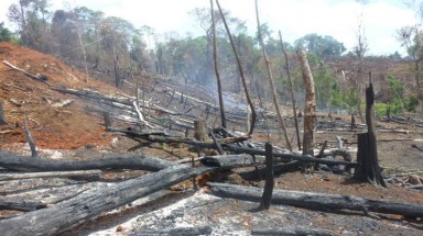   Gần 11.000ha rừng giao khoán bị chặt phá, lấn chiếm