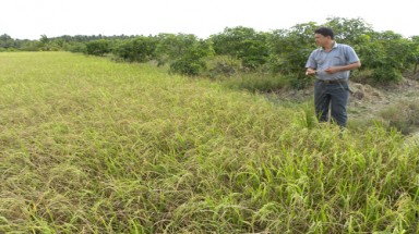  Hạn mặn kỷ lục, nông dân điêu đứng