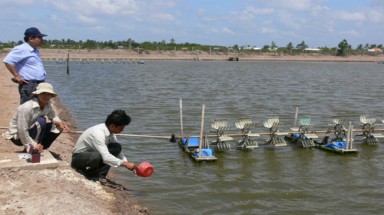  Nguy cơ với những vụ tôm trái mùa