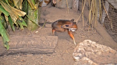  Loài hươu nhỏ hơn chuột hamster