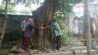  Hà Nội: Người dân thay phiên nhau “canh gác” hai gốc cây sưa có giá tiền tỉ