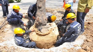 TP HCM: Bắt đầu bứng dưỡng 16 cây sọ khỉ ở Sài Gòn