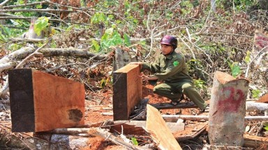  Vụ khai thác gỗ tại dự án hồ chứa nước Nước Trong: Lãnh đạo tỉnh Quảng Ngãi chỉ đạo điều tra, làm rõ sai phạm