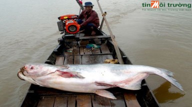   Đập thủy điện có thể gây tuyệt chủng loài cá tra dầu sông Mekong