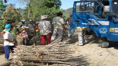     Phú Yên: Nông dân ồ ạt chặt cây sắn để bán