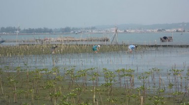  WWF và Microsoft hỗ trợ người dân Thừa Thiên Huế thích ứng với biến đổi khí hậu và cải thiện sinh kế 