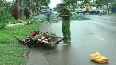  BR-VT: Cây xanh bật gốc, đè chết người đi đường