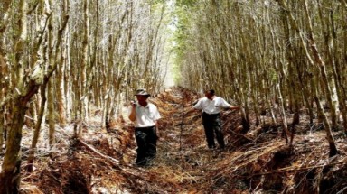  Hơn 40.000 ha rừng tràm ở U Minh hạ - Cà Mau đã "thoát hiểm"