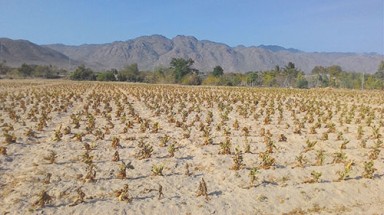   Hà Giang: Nguy cơ mất mùa vì hạn hán kéo dài