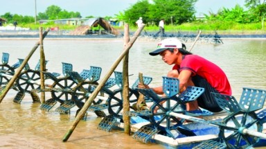  Hàng trăm hộ nuôi tôm tại Cà Mau gặp khó do mất mùa 