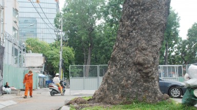  TP.HCM xin đốn hạ 2 cây sọ khỉ để thi công Metro