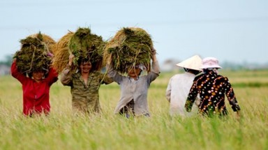 Bắt Trưởng Văn phòng Báo Kinh tế Nông thôn tại Nghệ An