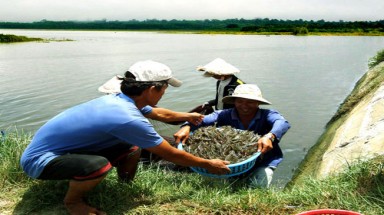  Thương lái Trung Quốc ồ ạt thu gom tôm nguyên liệu