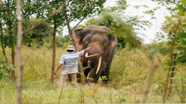  Cấp bách bảo vệ đàn voi Châu Á ở Đồng Nai