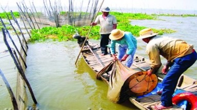  ĐBSCL mùa lũ: một tháng cấp cứu 30 ca rắn độc cắn