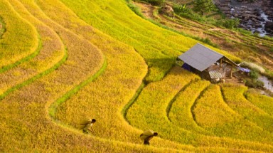 Mùa vàng trên những bản làng vùng cao