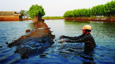  Đặc sản hành, tỏi Ninh Thuận trước tác động từ các trại nuôi trồng thủy sản tự phát