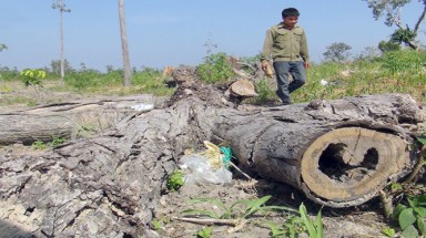  Gia Lai: Sai phạm hàng ngàn hecta đất, “bốc hơi” 31.500m3 gỗ