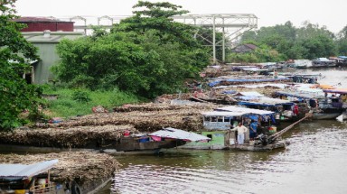   Nông dân Cà Mau đốt bỏ mía vì nhà máy ngừng mua