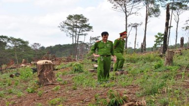  Đắk Lắk: Nhiều doanh nghiệp cố tình vi phạm tài nguyên rừng