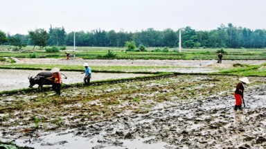  Gần 212.000 ha lúa Đông Xuân gieo trước lịch có thể rủi ro cao