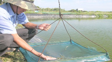   Nuôi tôm luân canh trên ruộng muối đem lại hiệu quả kinh tế cao